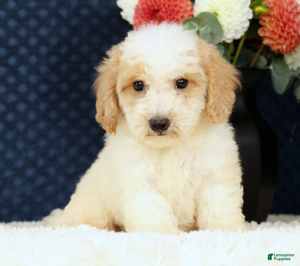 Bichpoo dogs Ender - Ad 2