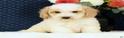 Bichpoo dogs for sale: Ender - Ad 2