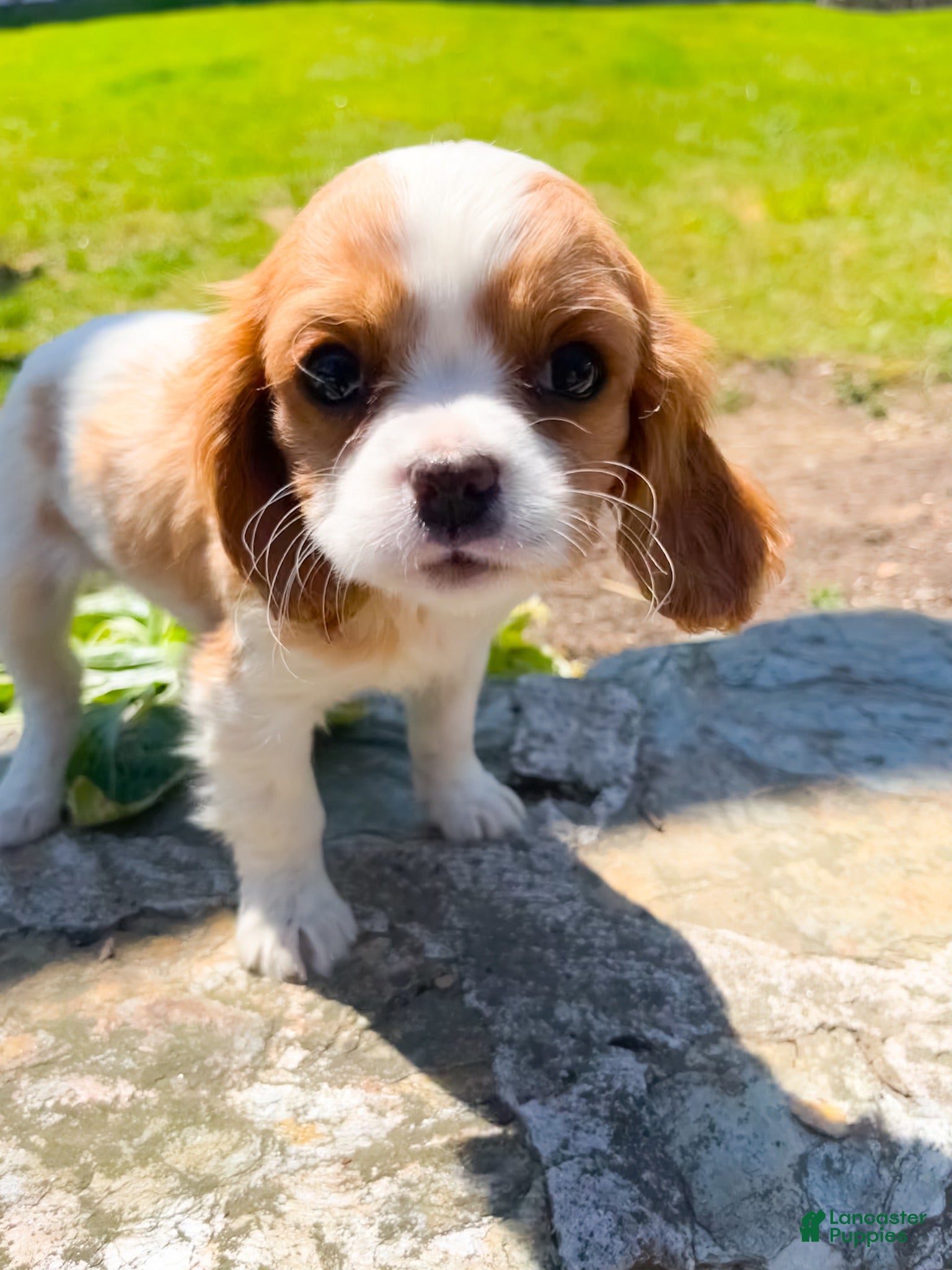 Cavalier King Charles Spaniel dogs for sale: Cavalier King Charles Spaniel 1 - Ad 1