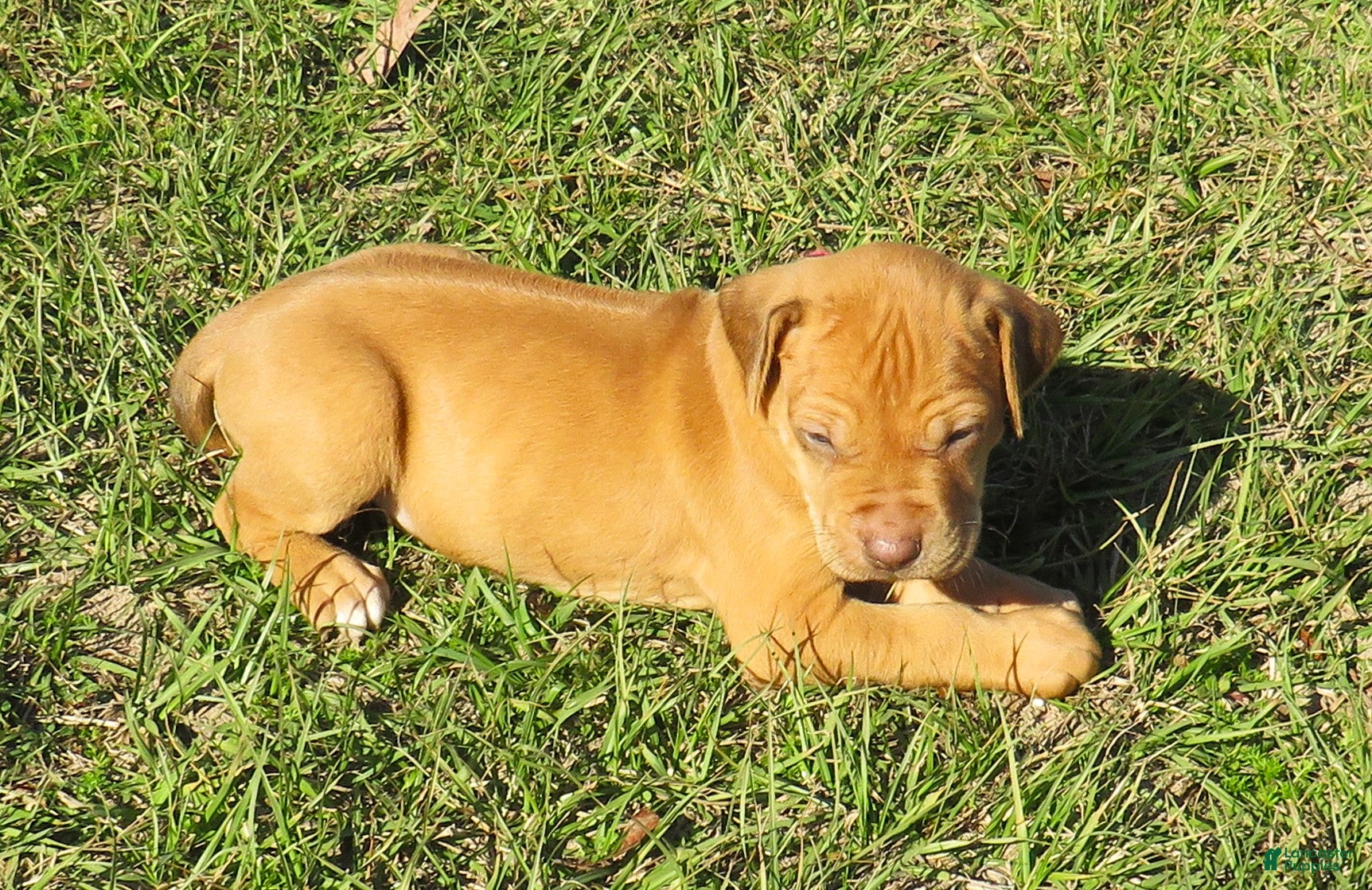 Rhodesian Ridgeback dogs Rhodesian Ridgeback Puppy 6 - Ad 6