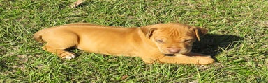 Rhodesian Ridgeback Puppy 6