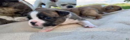Frenchton dogs for sale: Rollo - Ad 3