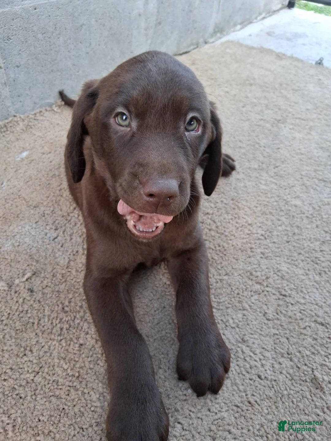 Labrador Retriever dogs for sale: Jessica - Ad 5