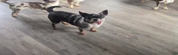 Chihuahua dogs for sale: Chihuahua Puppy 1 - Ad 6