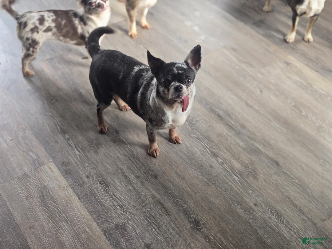 Chihuahua dogs for sale: Chihuahua Puppy 1 - Ad 6