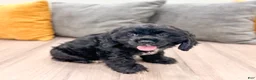 Cocker Spaniel dogs for sale: Hazel - Ad 3