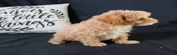 Maltipoo dogs for sale: Milo - Ad 5