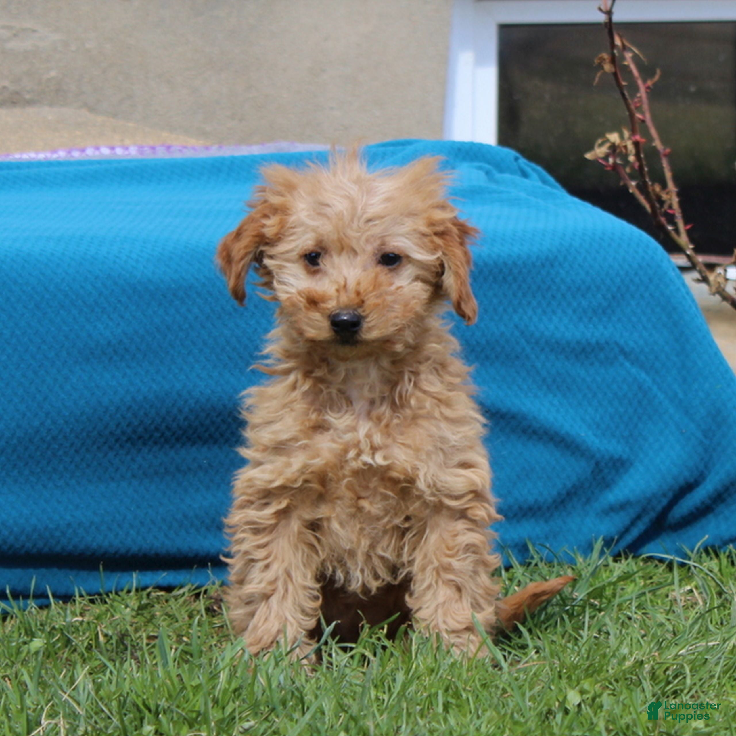 Mini Goldendoodle dogs Dolly - Ad 2