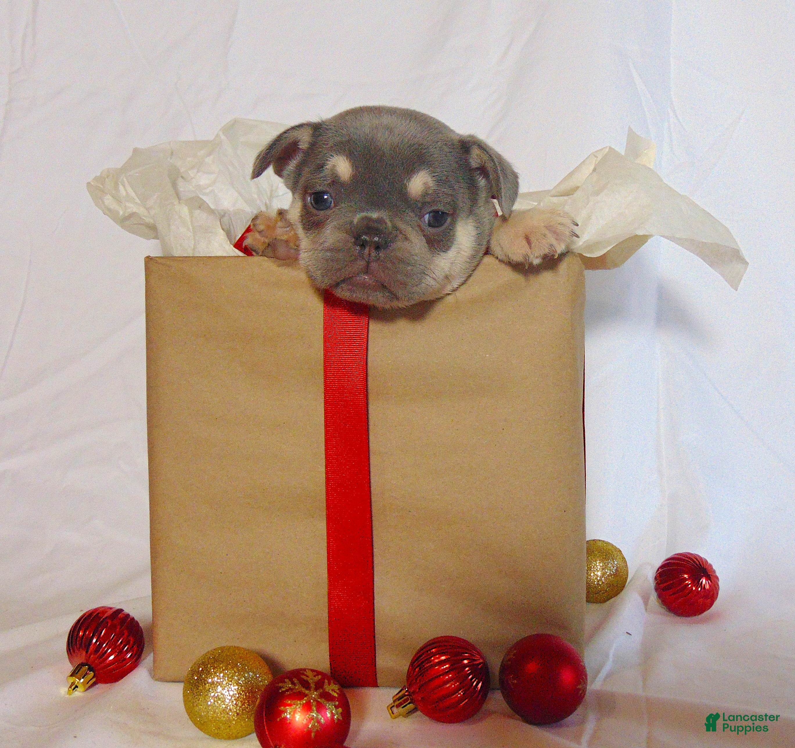 French Bulldog dogs Tesla - Ad 38