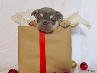 French Bulldog dogs Tesla - Ad 24