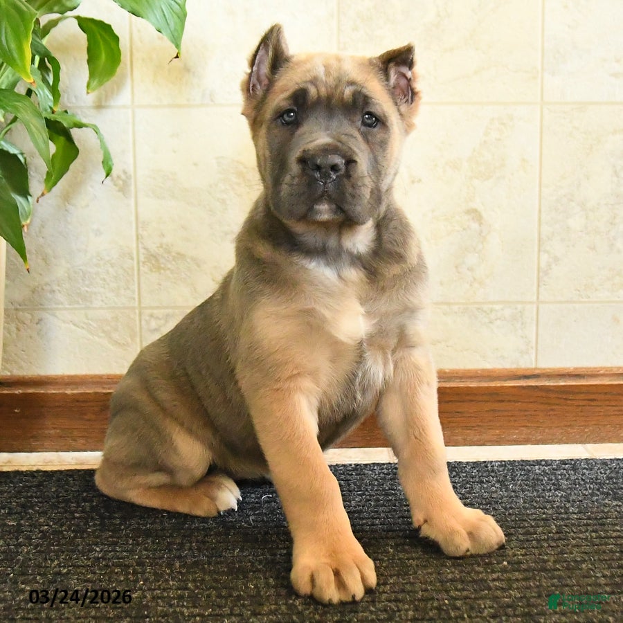 Cane Corso dogs Willow - Ad 1
