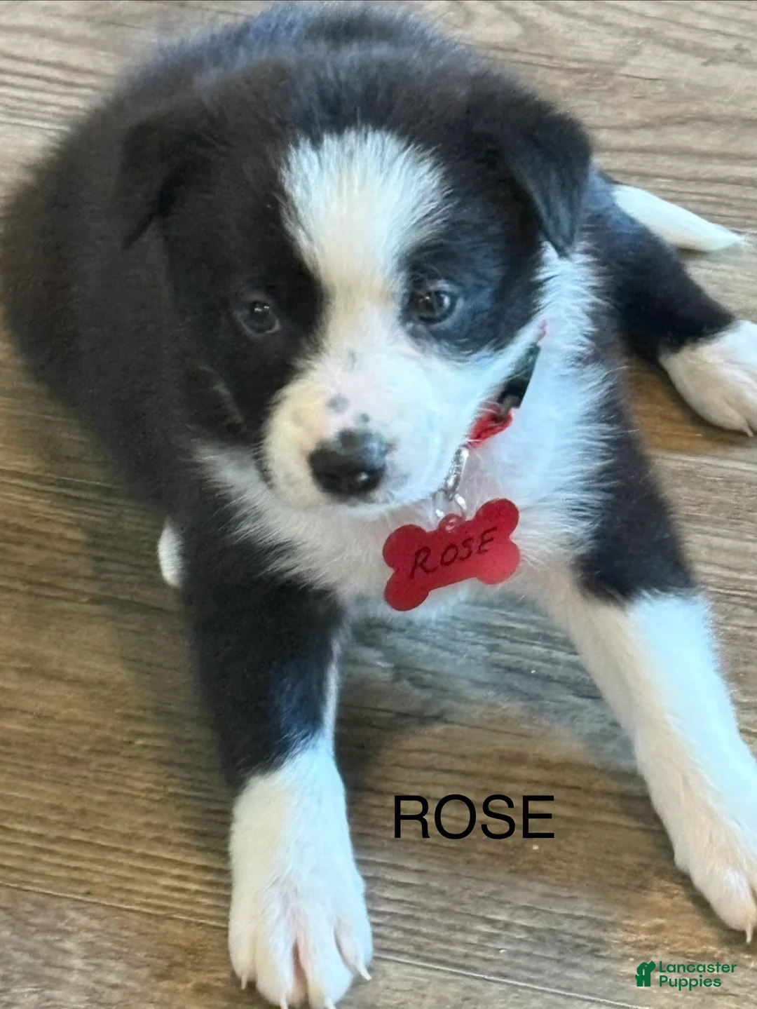 Border Collie dogs for sale: ROSE - Ad 1