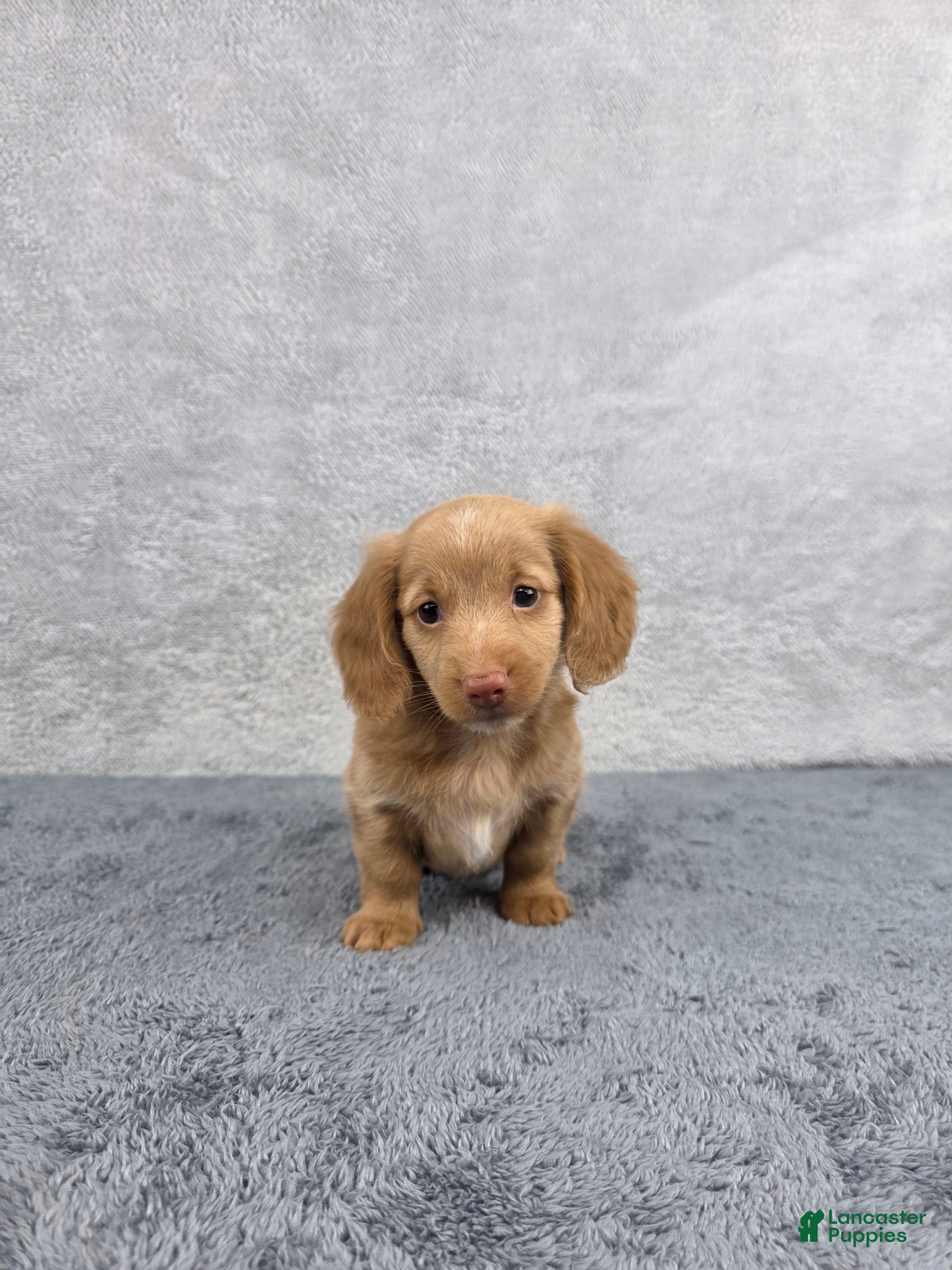 Miniature Dachshund dogs Hazel - Ad 1