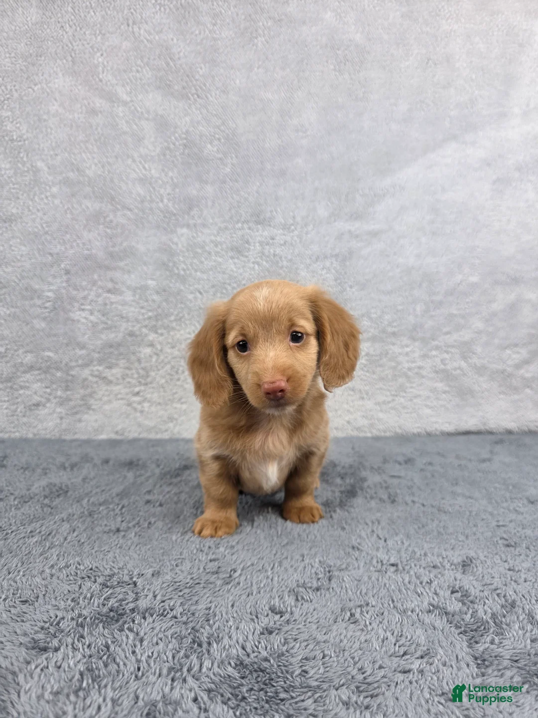 Miniature Dachshund dogs for sale: Hazel - Ad 1