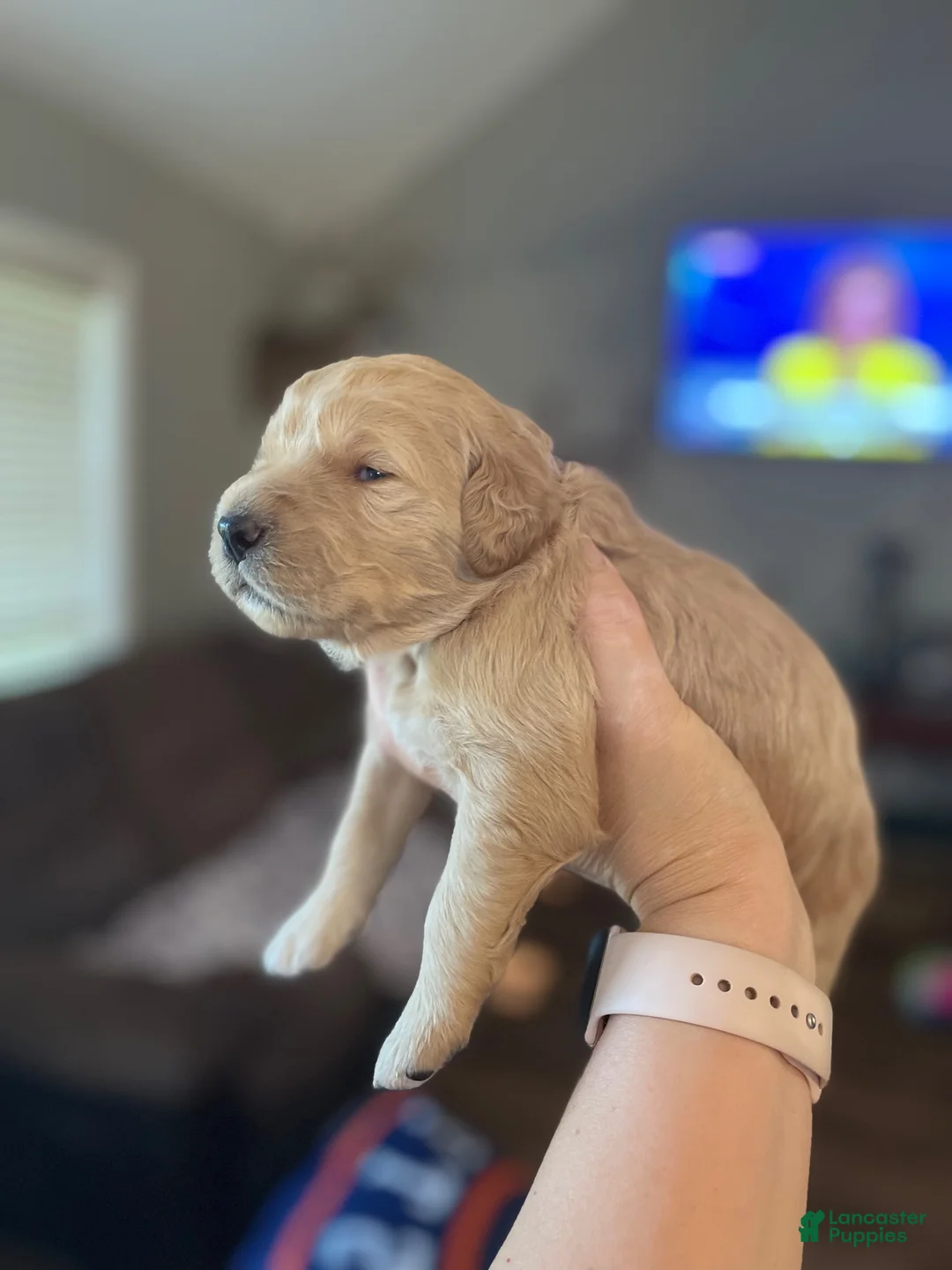 Goldendoodle dogs for sale: Goldendoodle 2 - Ad 2
