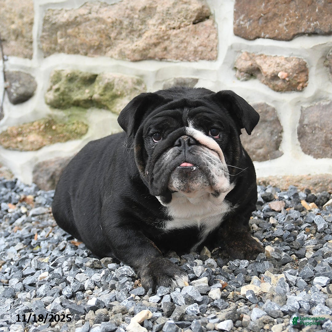 English Bulldog dogs for sale: Bonnie - Ad 6