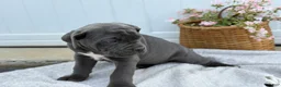 Cane Corso dogs for sale: Bella - Ad 11
