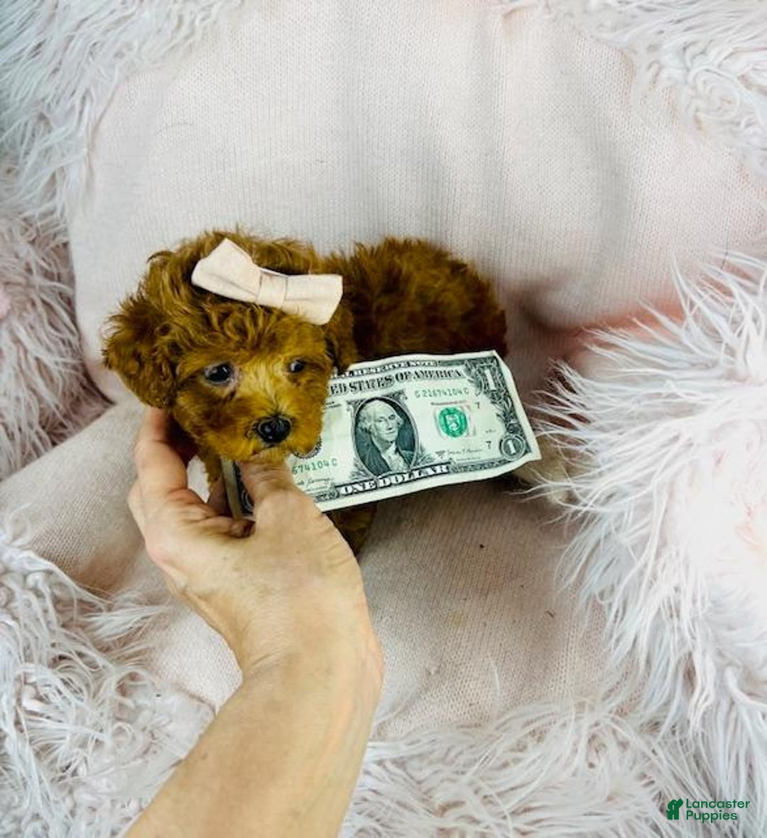 Toy Poodle dogs for sale: Poodle Puppy 1 - Ad 4