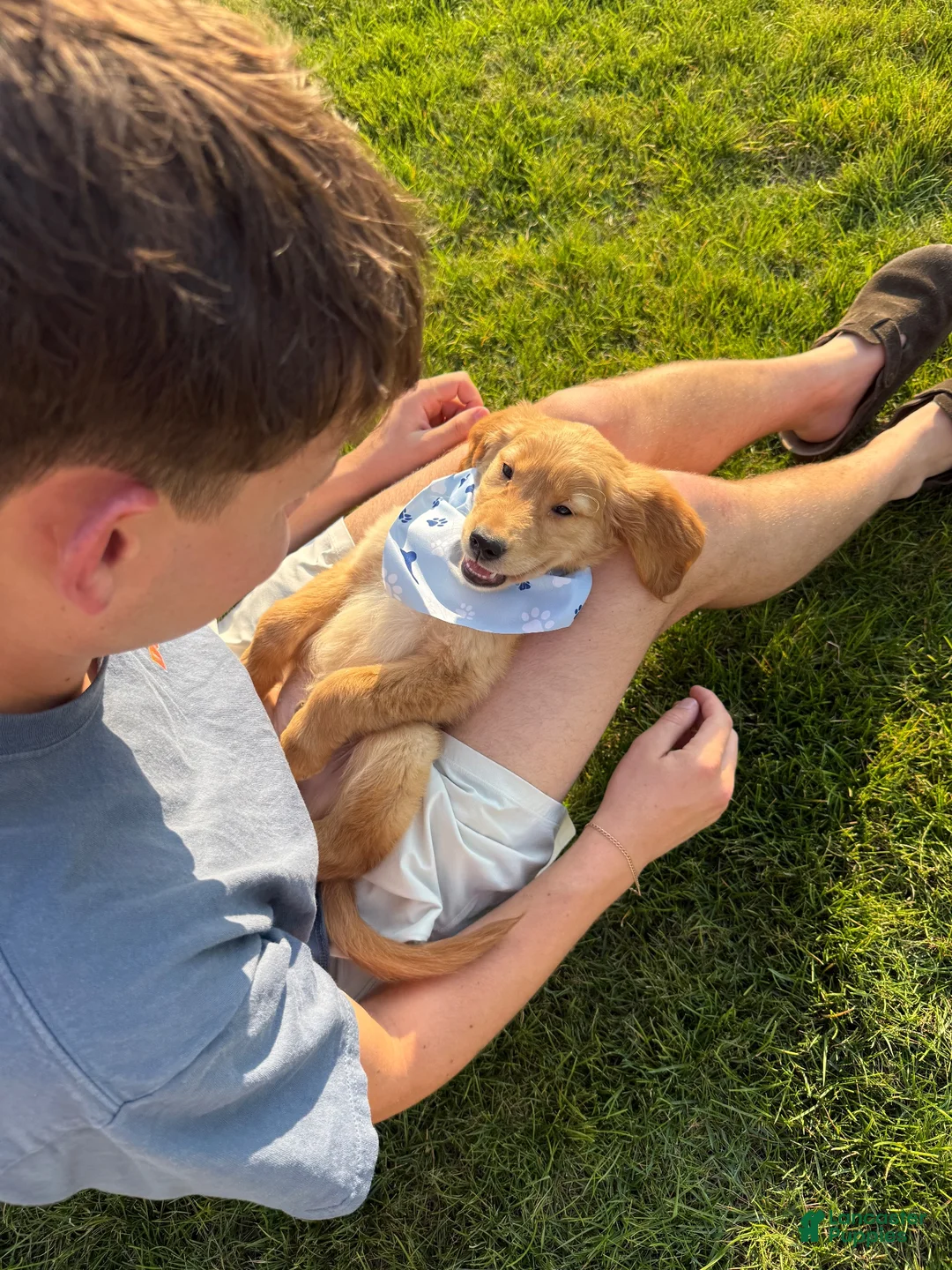 Golden Retriever dogs for sale: Golden Retriever 1 - Ad 5