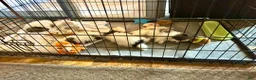 Pomeranian dogs for sale: AKC Liz - Ad 2