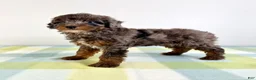 Bernedoodle dogs for sale: Bo Peep - Ad 3