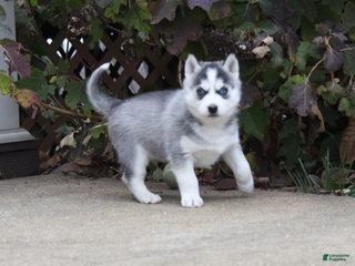 Siberian Husky dogs Bingo - Ad 4