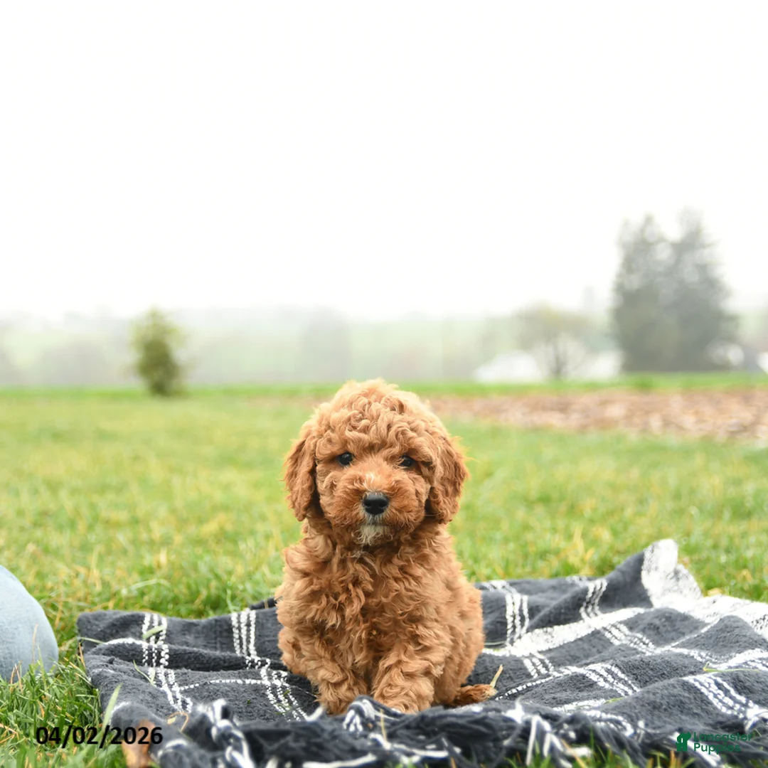 Mini Goldendoodle dogs for sale: Tracy - Ad 3