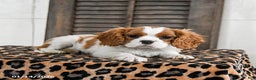 Cavalier King Charles Spaniel dogs for sale: Jinx - Ad 4