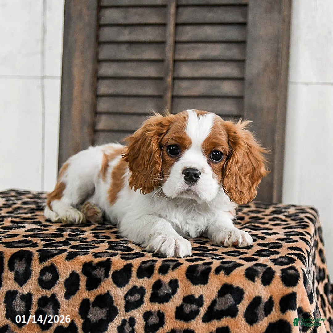 Cavalier King Charles Spaniel dogs for sale: Jinx - Ad 4