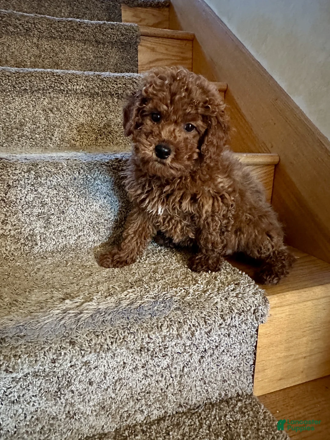 Miniature Labradoodle dogs for sale: Henry - Ad 4
