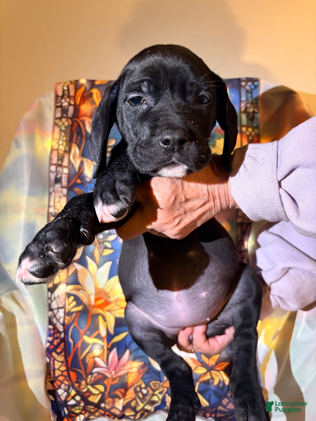 Mixed Breed dogs for sale: Purple - Ad 2