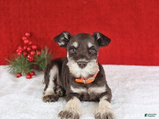 Miniature Schnauzer dogs Biscuit - Ad 19