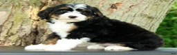 Mini Bernedoodle dogs for sale: Watson - Ad 3