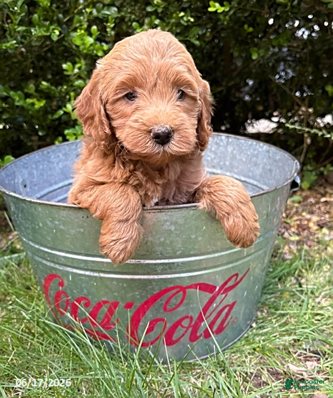 Mini Goldendoodle dogs for sale: Brooke - Ad 2