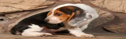 Beagle dogs for sale: Dillard🐾 - Ad 17
