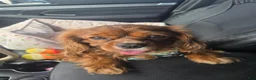 Cavalier King Charles Spaniel dogs for stud: CKCS Stud Arizona  - Ad 4
