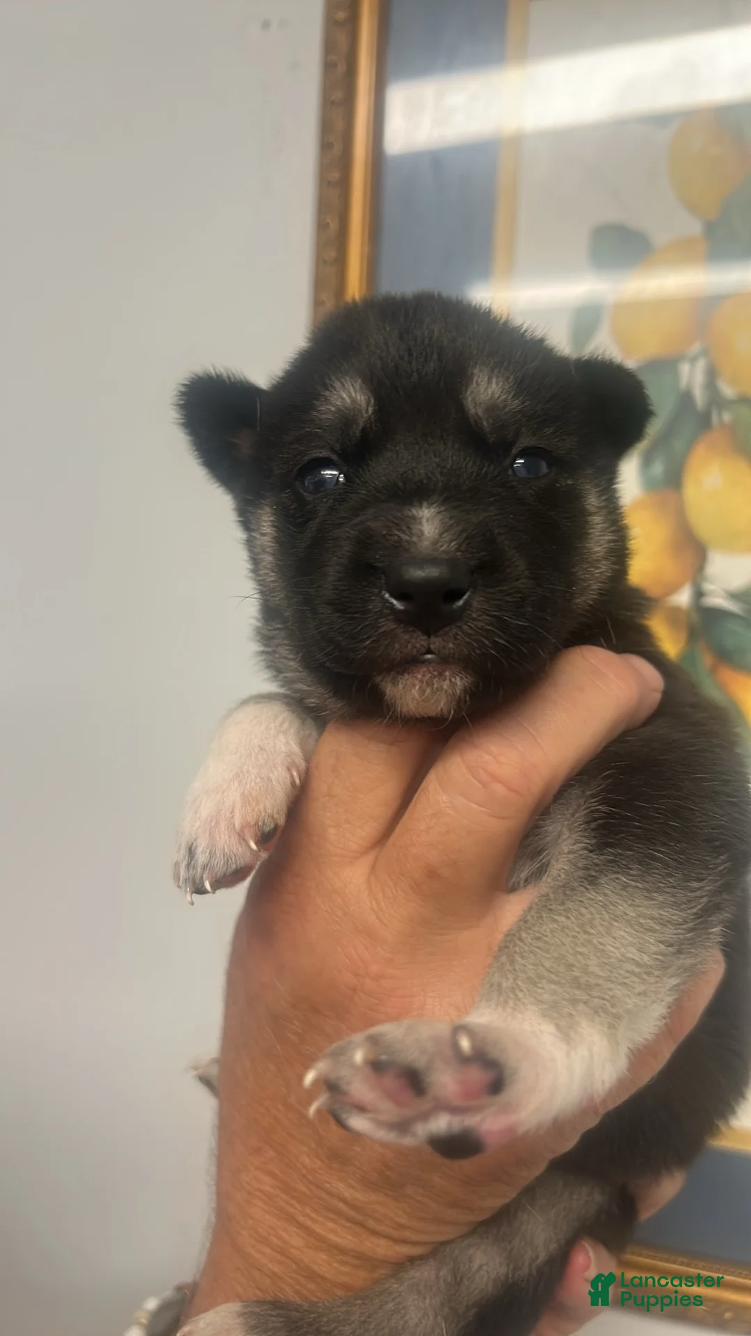 Mixed Breed dogs for sale: Mixed Breed Puppy 1 - Ad 5