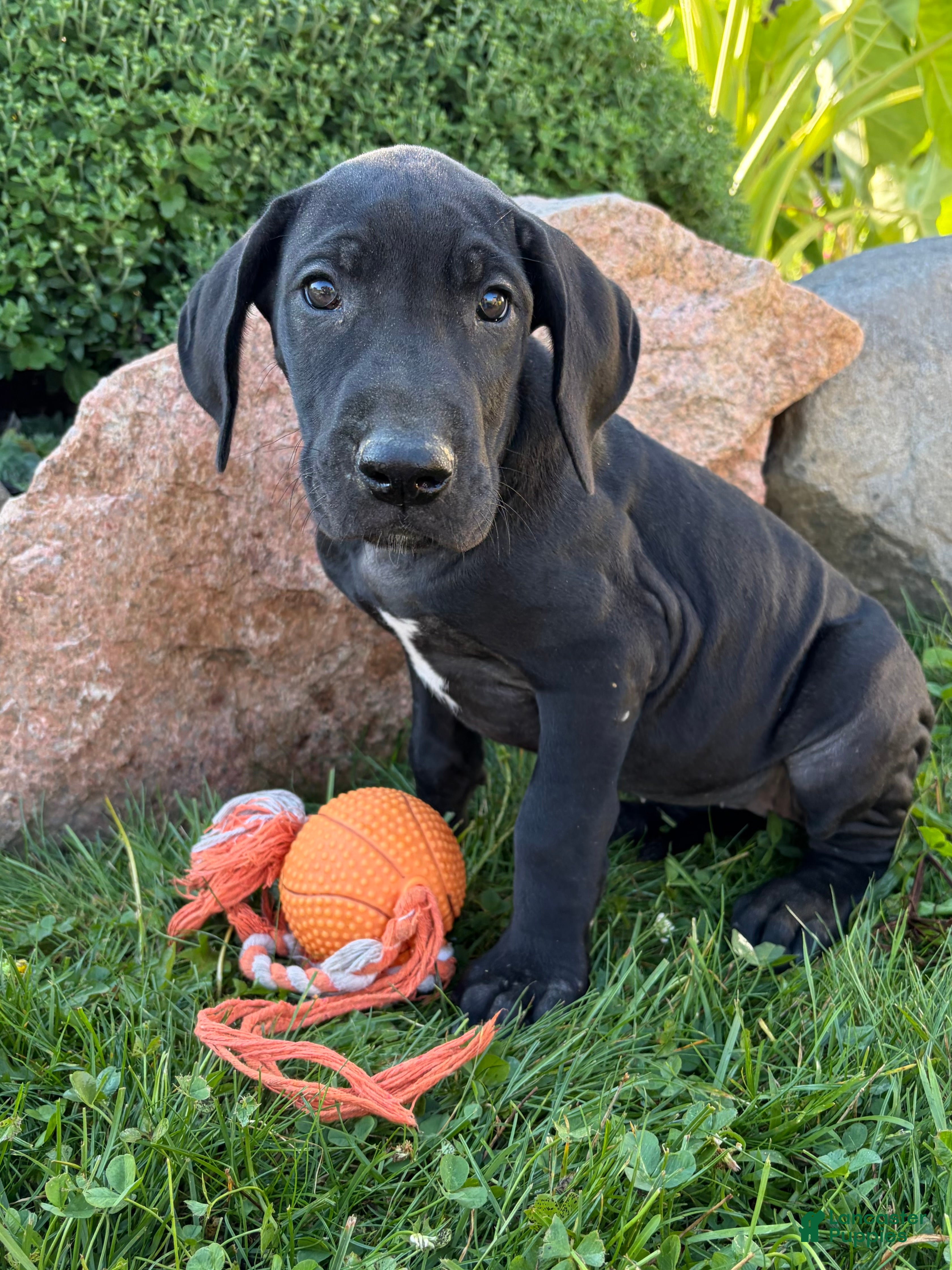 Great Dane dogs Eloise - Ad 2