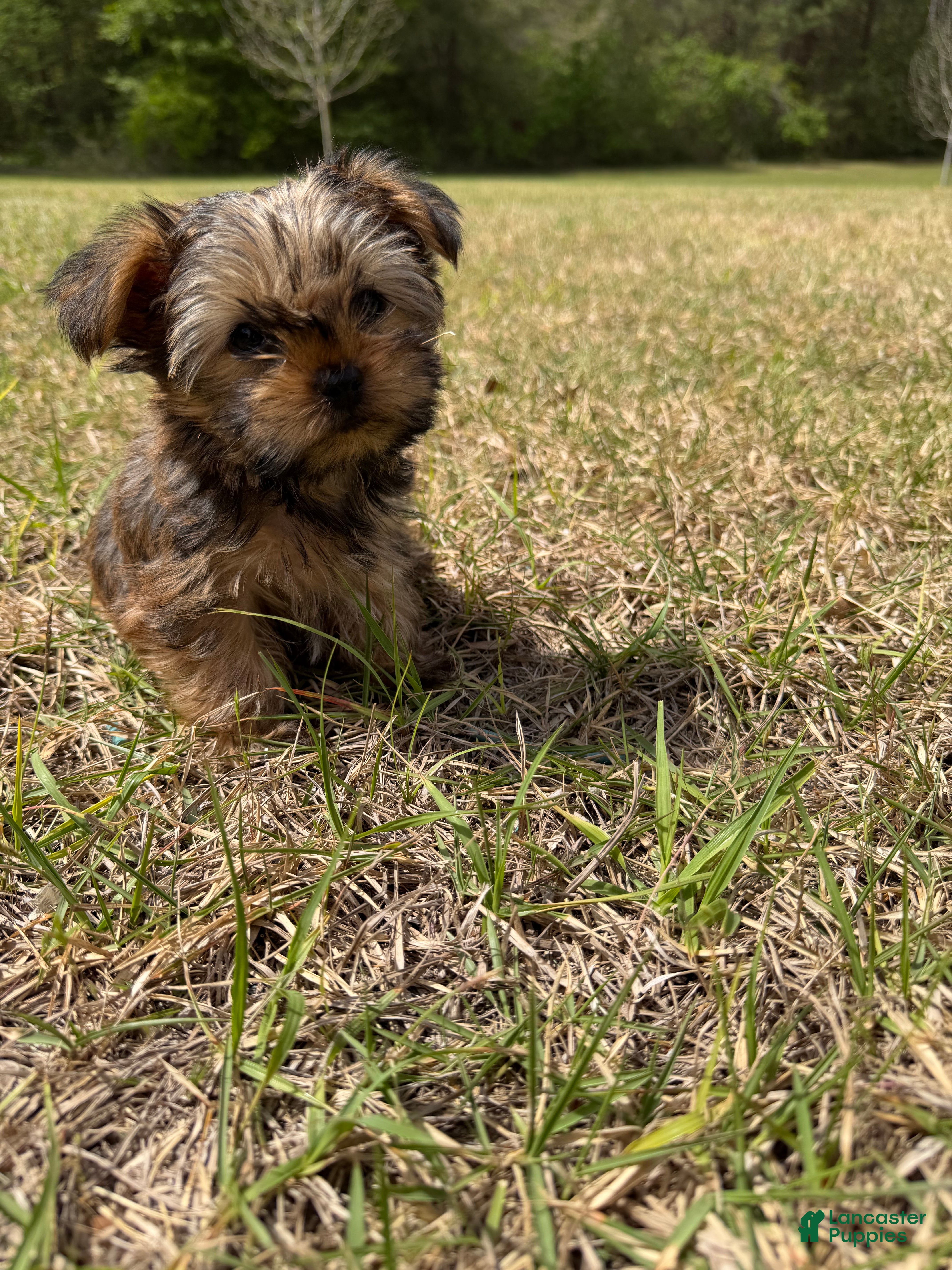 Yorkshire Terrier dogs Yorkshire Terrier Puppy 2 - Ad 1