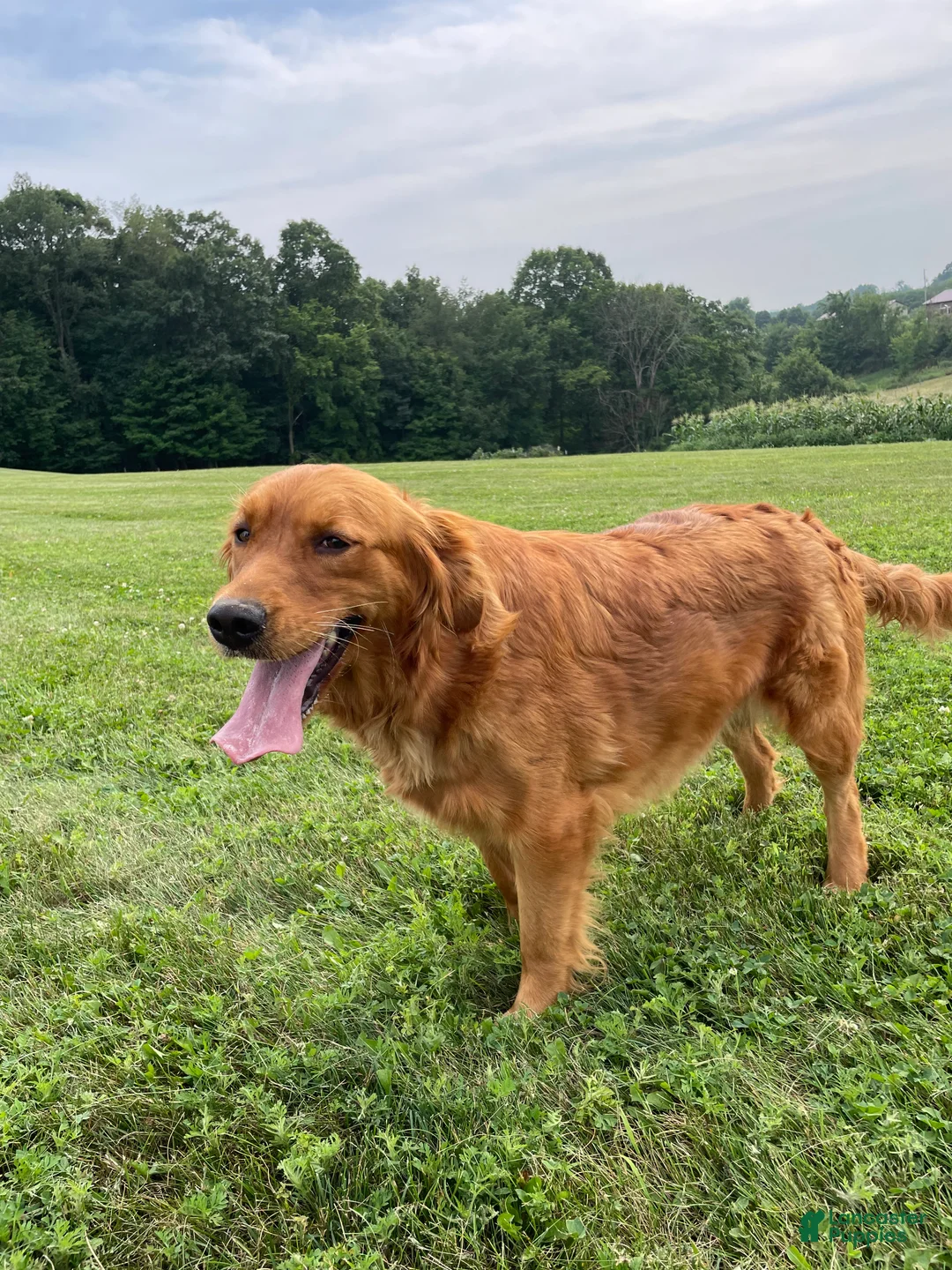 Golden Retriever dogs for sale: Sofia - Ad 2