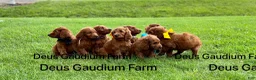 Irish Doodle dogs for sale: Rosie - Ad 6