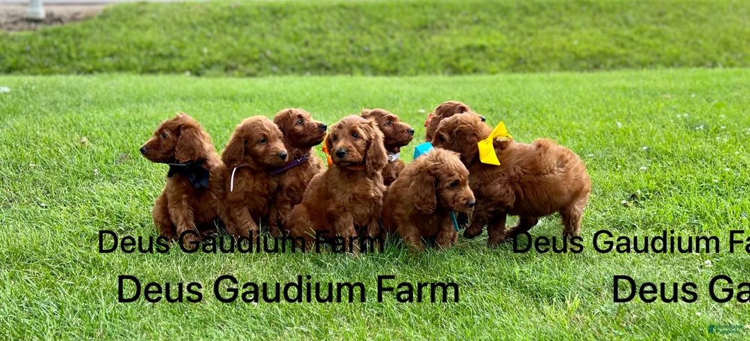 Irish Doodle dogs for sale: Rosie - Ad 6