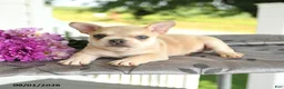 Frenchton dogs for sale: Marty - Ad 3