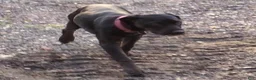 Catahoula Leopard Dog dogs for sale: Glory - Ad 6