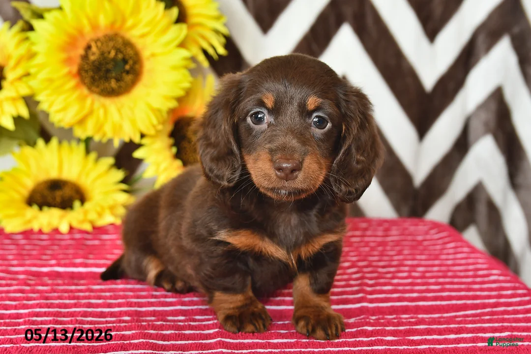 Miniature Dachshund dogs for sale: Millie - Ad 1