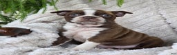 Boston Terrier dogs for sale: Kerrick - Ad 4