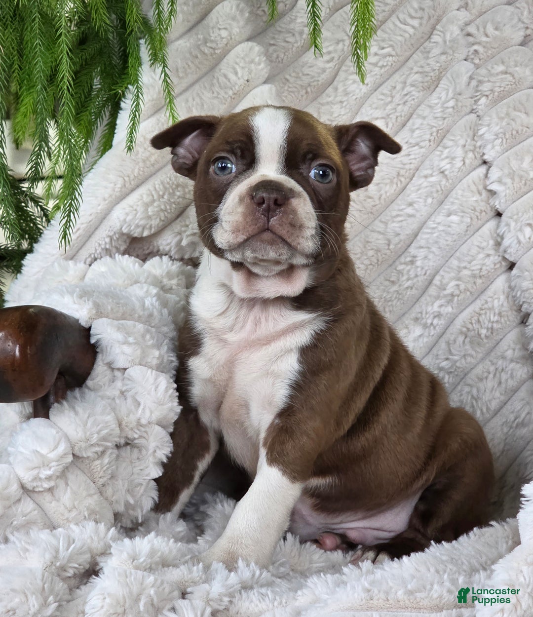 Boston Terrier dogs for sale: Kerrick - Ad 4