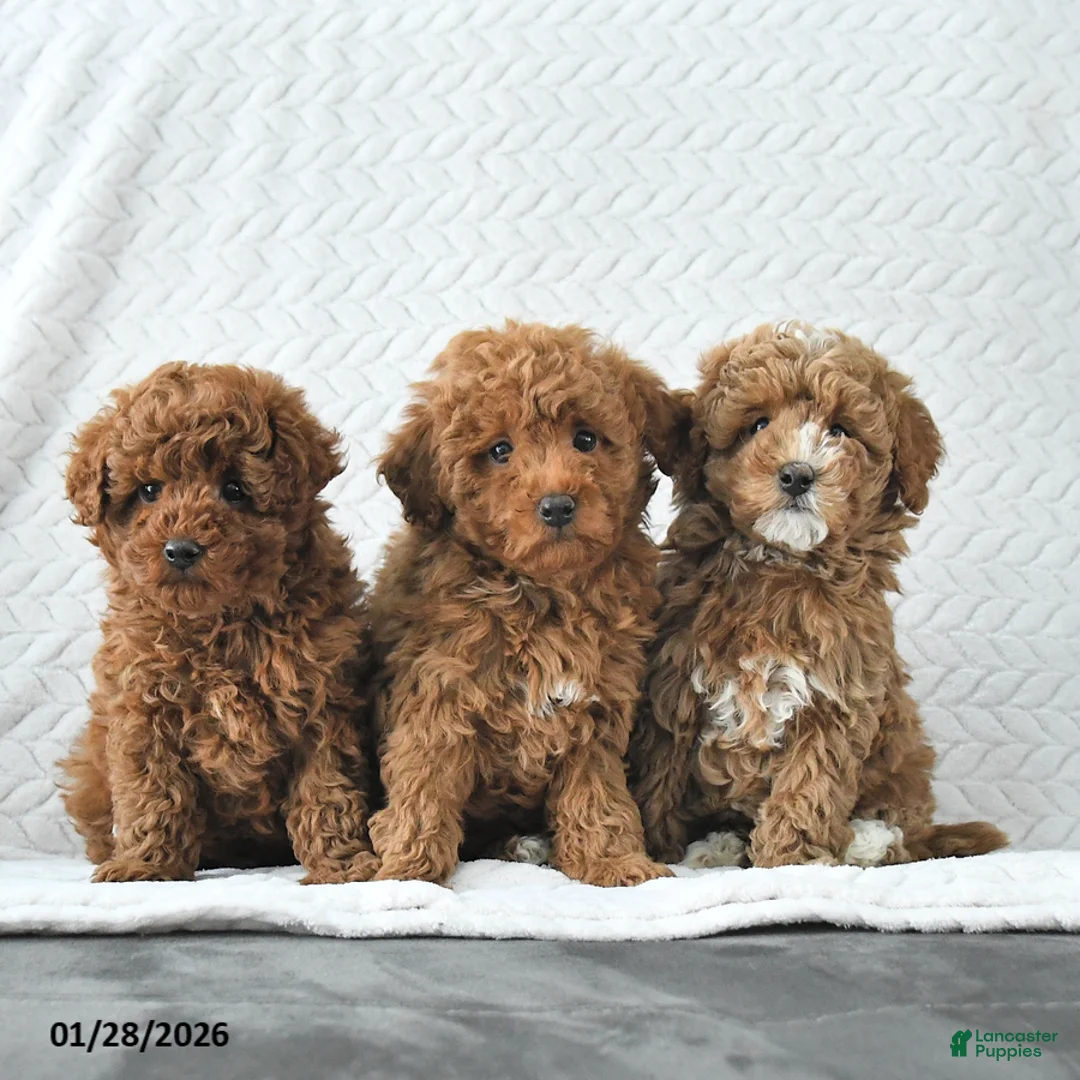 Miniature Poodle dogs for sale: Kuba - Ad 5