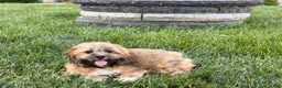 Lhasa Apso dogs for sale: Gloria - Ad 5