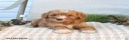 Mini Goldendoodle dogs for sale: Maddie - Ad 2